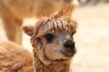 AlpacaÃ¯Â¼ËVicugna pacosÃ¯Â¼â°